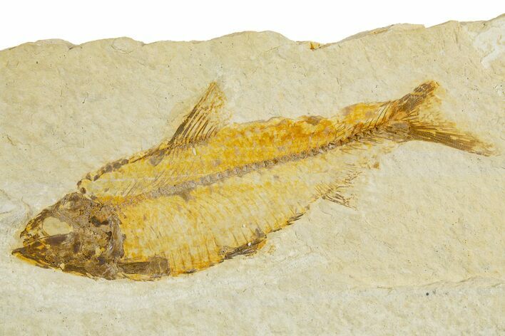 Detailed Fossil Fish (Knightia) - Wyoming #340814
